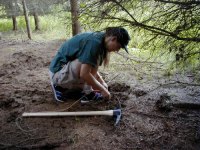digging spruce roots - click to see it bigger