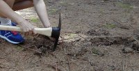 digging spruce roots