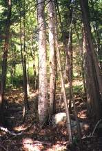 a birch tree in the forest